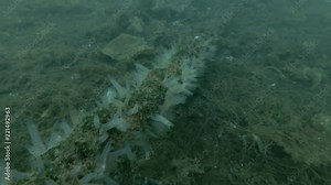 anchor chain overgrown with ascidian colony Transparent sea squirt or Yellow Sea Squirt (Ciona intestinalis, Ascidia intestinalis)