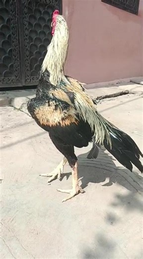 java aseel murga fighter