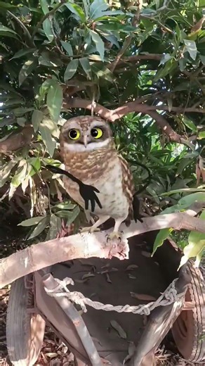 #owl #bride #bucin #couple #love #funny #trendingshorts