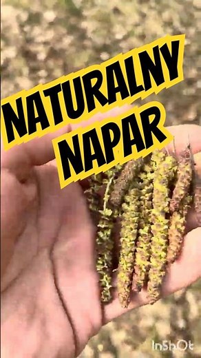 Hazel – catkins infusion and 3 natural uses | how to use hazel in the garden 🌿