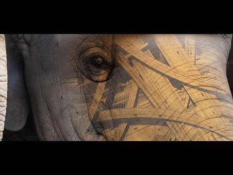 African Wildlife Foundation's Vision for Conservation