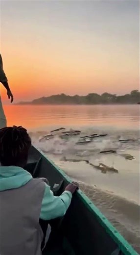 This Net Triggered a River Full of Flying Fish 😱 #FlyingFish #Fishing #Wildlife #Nature #RiverLife
