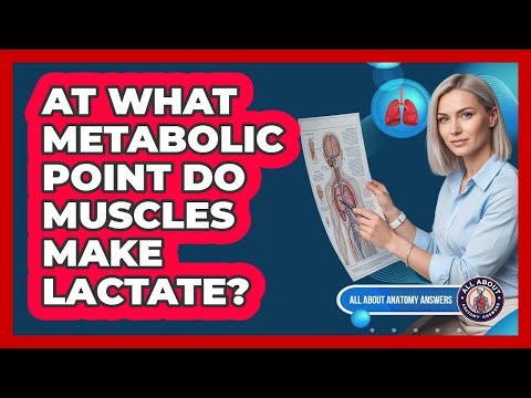 At What Metabolic Point Do Muscles Make Lactate?