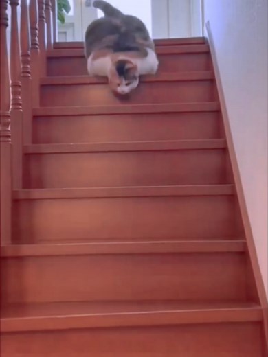 Cute Funny Cat Videos Compilation