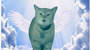 'Cala' no more: Internet sensation cat, known for 'I go, meow' song, dies; netizens react, ‘she will be remembered' | Today News