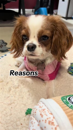 Emotional support chairs are the key to a happy dog! @Evelyn the Cava...#cavalier #cavalierkingcharlesspaniel #cavaliercommunity #dogsofinstagram | Edward Hughes