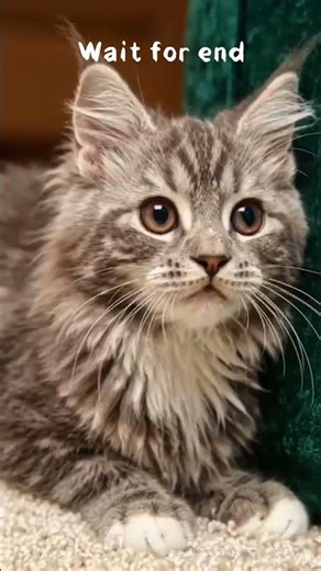 kittens Getting Scared #scared #kitten #getting