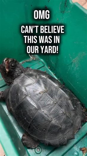 For everyone who was worried in the last video, yes, we put the turtle back where it belongs. The snapping was just a reaction, and the goal was always to make sure it was safe and not in danger. We left it alone and returned it to the retention pond away from people and traffic. Sometimes things look wild on camera, but the intention was always care and respect. | Crystal Williams