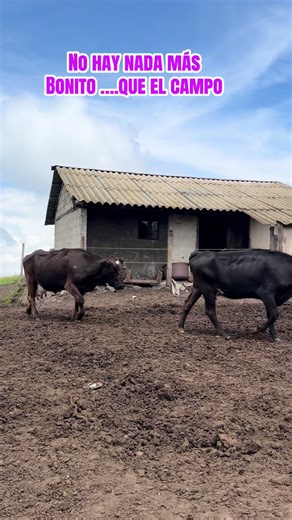 @Livisto.ec @Medical VetMed @Servicios Vet. El Rosario @_Ing.Mayra_Coro @Idelmar Barragán @Ing. Julio Aguagallo @Andy Tapia @Nelson Zuñiga Vivanc @Francisco Ríos @El Dok juan #espoch_riobamba❤⚪💚 #zootecnia #bovinos #chequeos #diagnostico