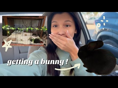 getting a bunny! ||supplies, vet, cage setup