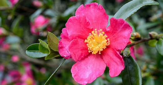 How to grow camellias
