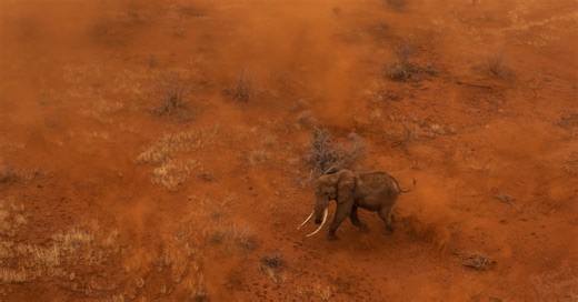 How Activists Are Using Drones to Stop Poachers