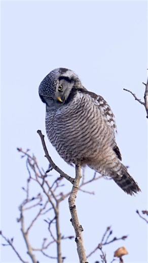 Ken Anderson | Wildlife Photographer & Guide on Instagram: "Northern Hawk Owl. One of the few owl species that hunts through the day… sharp-eyed, fast, and unpredictable. They perch high, scanning open areas for movement, then dive with incredible speed and precision. They can be a bit of a learning curve to photograph, being so quick and unpredictable, but that’s what makes them so rewarding to work with."
