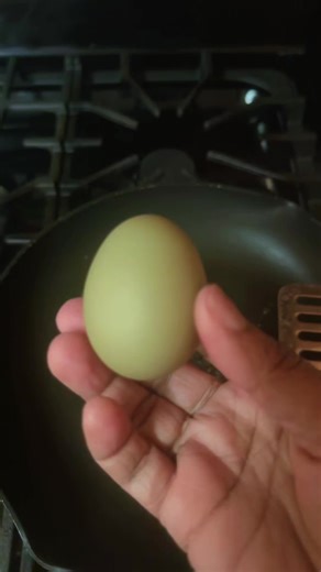 Ain’t nothing like a farm fresh egg 🍳from the coop to the table it’s a hit every time! Once I tasted my own eggs, store-bought was CANCELLED. Nasty is an understatement 😭 #smallfarm #farmfresheggs #farmtotable #eggs #creatorsearchinsights