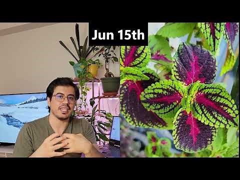 Easy Steps to Shape Your Coleus into a Tree