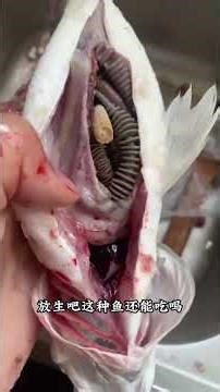 Are These Odd Fish Edible? Discover the Mystery