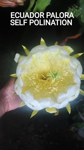"👌dragon fruit flower night blooming self pollination #shorts #dragonflower #polination "