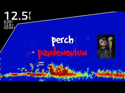 PERCH PANDEMONIUM (ice fishing at a HIDDEN GEM)