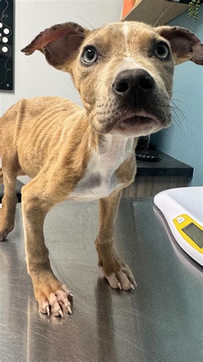 Hard to imagine a human being so demented to such a pure creature. Shot out to his new people for showing this kid what it’s supposed to be like. 🙏🏽 #dogs | Team Floppy Ears