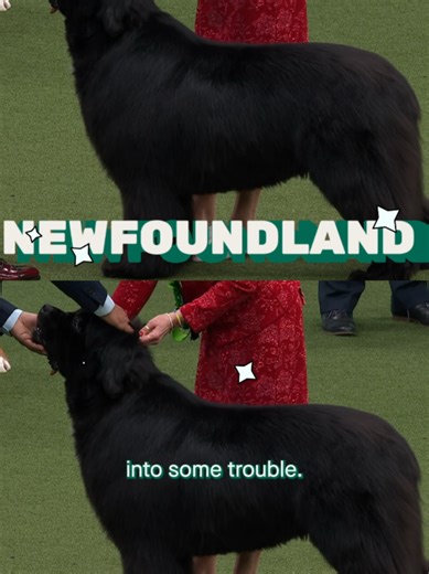 Discover the Remarkable Newfoundland Dog