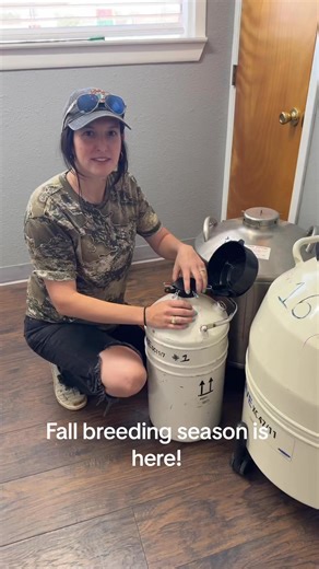 We have the bulls you need for breeding season! Give the office a call to place your order! www.BULLNANZA.com #Bullnanza #BullnanzaStudServices #Cattle #showcattle #livestock | Bullnanza Stud Services - Oklahoma