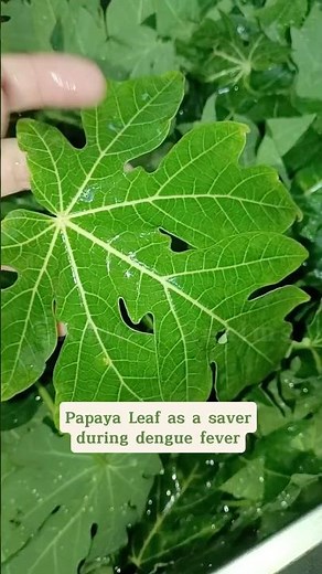 This Bitter Leaf Can Raise Your Platelets #papayaleaves