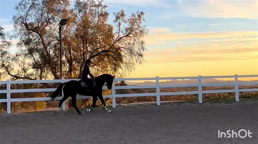 Relaxing Before Going Fancy: A Dressage Journey