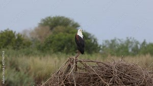 African Fish Eagle in natural protected habitat along the Rufiji River, Tanzania East Africa