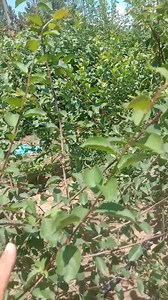 1.4K views · 16 reactions | Plum rootstock available 7006829174 | Kashmir Horticulture | Facebook