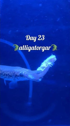 Day 23 alligatorgar 🐊growth update #alligatorgar #aquariumfish #exoticaquariumfish #shorts #viral