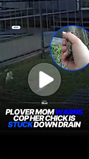 Plover mother alerts officer after chick falls into storm drain