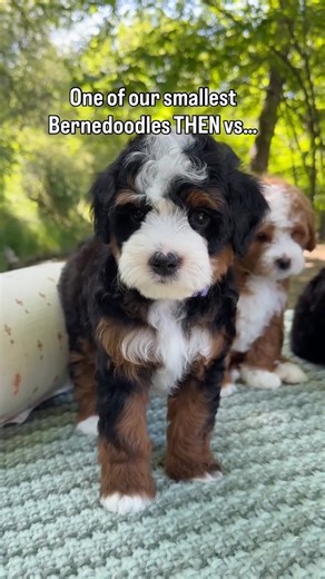 Rocky Road Doodles on Instagram: "Puppy to adult glow up with one of our micro Bernedoodles Benny. This is what a full grown Bernedoodle looks like at just 18lbs! • • • #bernedoodle #puppygrowth #dailyreels #puppyglowup #puppylove"