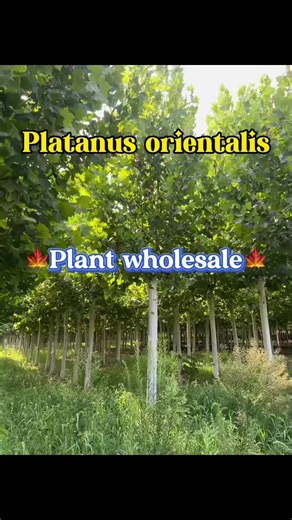 2000 buttonwood trees have been cultivated. # tree base # tree factory # plant base # worgreen #platanus # plant factory