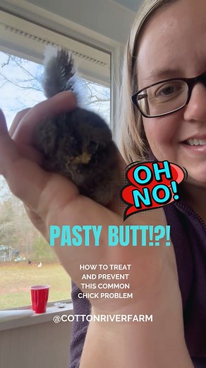 Pasty butt is the accumulation of poop on a chick's vent (butt). It prevents further elimination of poop. This is one of the most common problems with baby chicks! If left untreated it can cause serious illness or death, but thankfully the treatment is simple! 🫗Grab a cup of warm water 🐥Either dip the chick into the warm water or soak a paper towel in warm water 🧻Use the paper towel to gently wipe until clean 🥥Optional: rub a small amount of coconut oil on the vent to prevent further buildup