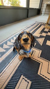 Boop the Snoot! 🐾🐾🐾🐾 #dog #puppy #dachsund #cute #funny | Rocky BowBoa