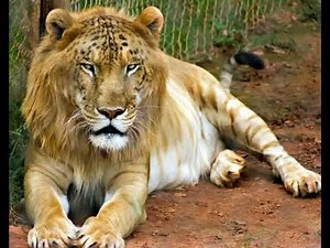 Tigon Sound Effects 🐅 🔊