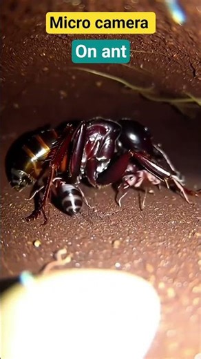 installing micro camera on 🐜