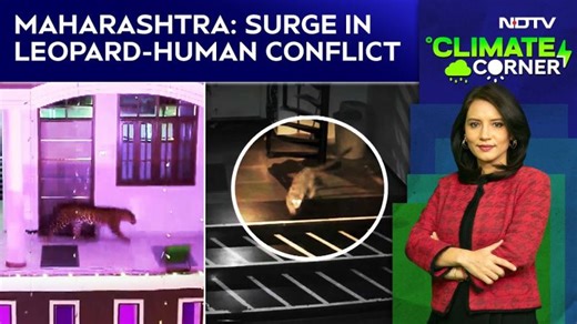 Maharashtra Leopard Attack | Maharashtra: Surge In Leopard-Human Conflict | NDTV Climate Corner | Anish Andheria