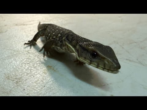 Baby Savannah Monitor enclosure!