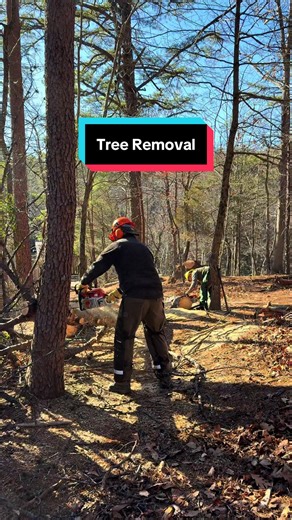 Tree cutting, had a big leaning pine that was needing removal. Getting it done. #tree #trail #project #treamwork #stihl