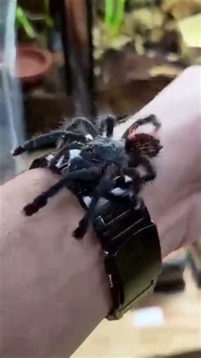 3D animation: Animals Growth Journey! #animals#beastsgrowth