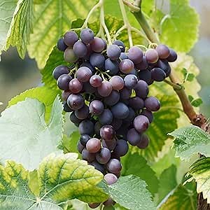 Garden State Bulb Concord Seedless Grape, Bare Root, Non-GMO, Spring Planting (Bag of 2)