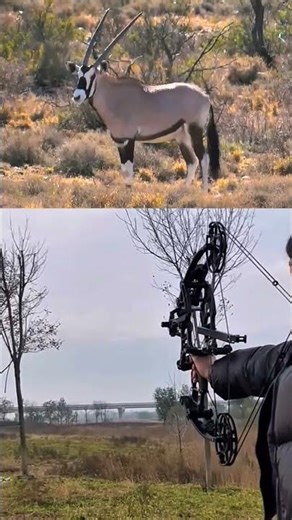Smooth and Clean Oryx Bow Hunt Precision Archery