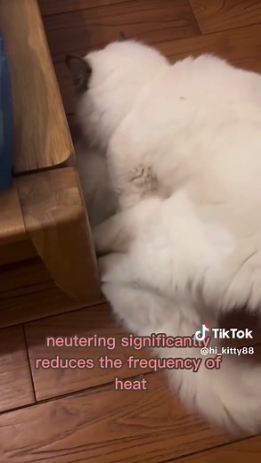 Changes After Neutering a Cat