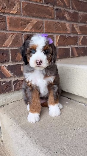 Roxy’s mini bernedoodles couldn’t be more perfect. They are 7 weeks old and spending their last few days together as they prepare to meet their new families. I’m excited for the adventures that await them! Each and every family is wonderful. 🫶🫶🫶 #doodle #bernedoodle #bern #minibernedoodle #happy #joy #puppies #poodle #companion | Split Mountain Doodles