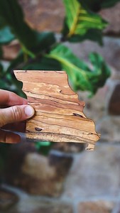 Justin Davies | get to know a state tree: Missouri’s flowering dogwood . . . #trees #woodworking #missouri #statetreemap #dogwood | Instagram