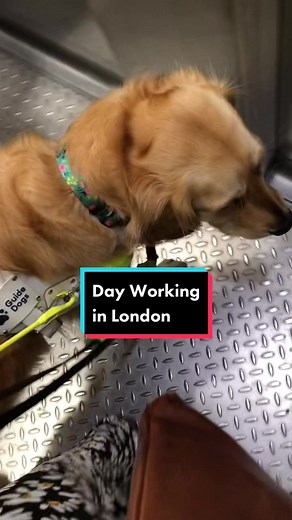 GuideDogAvaandAmy on TikTok