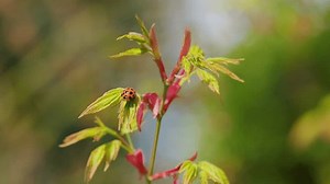 Small Beetle Family Coccinellidae Commonly Known Stock Footage Video (100% Royalty-free) 3618865035 | Shutterstock