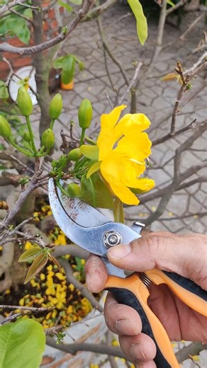 WHY SHOULD WE PUT THE FLOWERS OFF THE MAI TREES ON THE 5TH DAY OF LUNAR NEW YEAR TO MAKE THEM BLO...