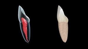 Dental root anatomy - Central maxillary incisor tooth. Medically accurate dental 3D animation